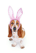 DOG 08 RK0095 01
Humorous Shot Of Basset Hound Wearing Pink Rabbit Ears On White Seamless