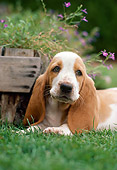 DOG 08 RK0112 01
Head Shot Of Basset Hound Laying On Grass By Little Purple Flowers