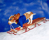 DOG 08 RK0120 04
Dog Sled