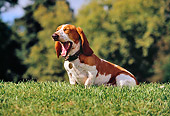 DOG 08 RK0123 07
Basset Hound Sitting On Grass Trees Background