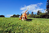 DOG 08 RK0124 07
Basset Hound Running On Grass At Park
