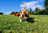 DOG 08 RK0124 12
Basset Hound Running On Grass At Park
