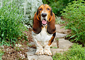 DOG 08 CE0002 01
Basset Hound Standing On Stone Path In Garden