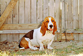 DOG 08 CE0003 01
Basset Hound Sitting On Grass By Fence