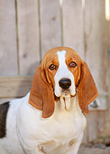 DOG 08 CE0004 01
Shoulder Shot Of Basset Hound Sitting By Fence