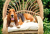 DOG 08 CE0005 01
Basset Hound Laying On Twig Chair By Shrubs