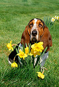 DOG 08 LS0001 01
Basset Hound Sitting On Grass By Daffodils