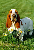 DOG 08 LS0002 01
Basset Hound Sitting On Grass By Daffodils
