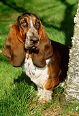 DOG 08 LS0003 01
Basset Hound Standing On Grass By Birsh Tree