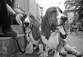 DOG 08 MQ0001 01
Group Of Basset Hound Dogs Sitting On Steps Manhattan New York