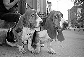 DOG 08 MQ0003 01
Group Of Basset Hound Dogs Sitting On Pavement Manhattan New York
