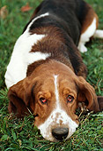 DOG 08 RK0002 01
Basset Hound Chester Laying On Grass Facing Camera Tongue Hanging Out
