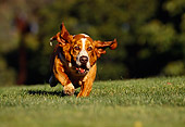 DOG 08 RK0004 08
Basset Hound Running On Grass