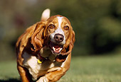 DOG 08 RK0004 10
Basset Hound Running On Grass