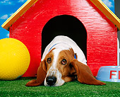 DOG 08 RK0012 01
Head Shot Of Basset Hound Laying In Dog House Studio