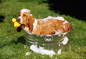 DOG 08 RK0018 02
Basset Hound Standing In Washtub With Suds Holding Rubber Duck In Mouth