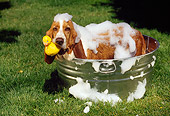 DOG 08 RK0018 22
Basset Hound Standing In Washtub With Suds Holding Rubber Duck In Mouth