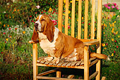 DOG 08 RK0021 08
Basset Hound Sitting In Chair In Flower Garden