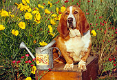 DOG 08 RK0025 09
Basset Hound Sitting On Wooden Table By Watering Can And Yellow Flowers