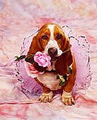 DOG 08 RK0038 04
Basset Hound Chester Sitting In Tutu With Pink Rose In Mouth Pink Mottled Background