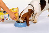 DOG 08 RK0051 03
Trainer Pouring Food In Bowl For Basset Hound Eating On White Seamless