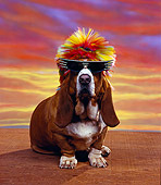 DOG 08 RK0068 02
Basset Hound Chester Sitting Wearing Sunglasses And Wig Sunset Background