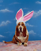 DOG 08 RK0069 03
Basset Hound Sitting Wearing Rabbit Ears Blue Clouds Background