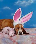 DOG 08 RK0071 05
Head Shot Of Basset Hound Wearing Rabbit Ears Laying Next To Rabbit On Mottled Cloth Blue Clouds Background