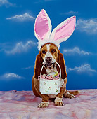 DOG 08 RK0073 03
Basset Hound Sitting Wearing Rabbit Ears Holding Basket In Mouth Mottled Cloth Blue Clouds Background