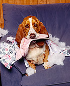 DOG 08 RK0074 08
Basset Hound Chester Sitting On Chair With Pillow Stuffing Everywhere Chewing On Slippers