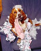 DOG 08 RK0074 10
Basset Hound Chester Sitting On Chair With Pillow Stuffing Everywhere Chewing On Slippers