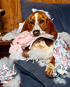 DOG 08 RK0074 22
Basset Hound Chester Sitting On Chair With Pillow Stuffing Everywhere Chewing On Slippers
