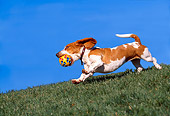 DOG 08 RK0090 01
Basset Hound Running On Grass With Toy In Mouth Trees Blue Sky