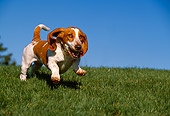 DOG 08 RK0091 01
Basset Hound Running On Grass Trees Blue Sky