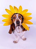 DOG 08 RK0096 01
Humorous Shot Basset Hound Wearing Sunflower Hat