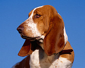 DOG 08 RK0097 22
Head Shot Of Basset Hound On Grass