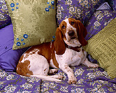 DOG 08 RK0108 02
Basset Hound Laying On Bed