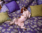 DOG 08 RK0110 08
Humorous Shot Of Basset Hound Laying On Back