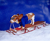 DOG 08 RK0120 18
Dog Sled