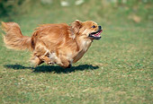 DOG 09 AB0001 01
Tibetan Spaniel Running On Grass