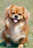 DOG 09 AB0002 01
Portrait Of Tibetan Spaniel Sitting On Grass