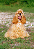 DOG 09 CB0001 01
American Cocker Spaniel Sitting On Grass