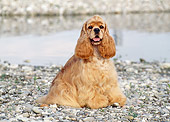 DOG 09 CB0002 01
American Cocker Spaniel Sitting On Pebbles By Water