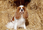 DOG 09 CB0003 01
Cavalier King Charles Spaniel Sitting In Hay