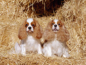 DOG 09 CB0004 01
Two Cavalier King Charles Spaniels Sitting In Hay