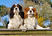 DOG 09 CB0005 01
Two Cavalier King Charles Spaniels Laying On Deck