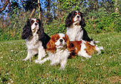 DOG 09 CB0006 01
Three Cavalier King Charles Spaniels On Grass