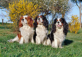 DOG 09 CB0007 01
Three Cavalier King Charles Spaniels Sitting On Grass