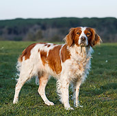 DOG 09 CB0017 01
Brittany Spaniel Standing On Grass