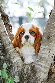 DOG 09 CB0018 01
Cavalier King Charles Spaniel Sitting In Tree